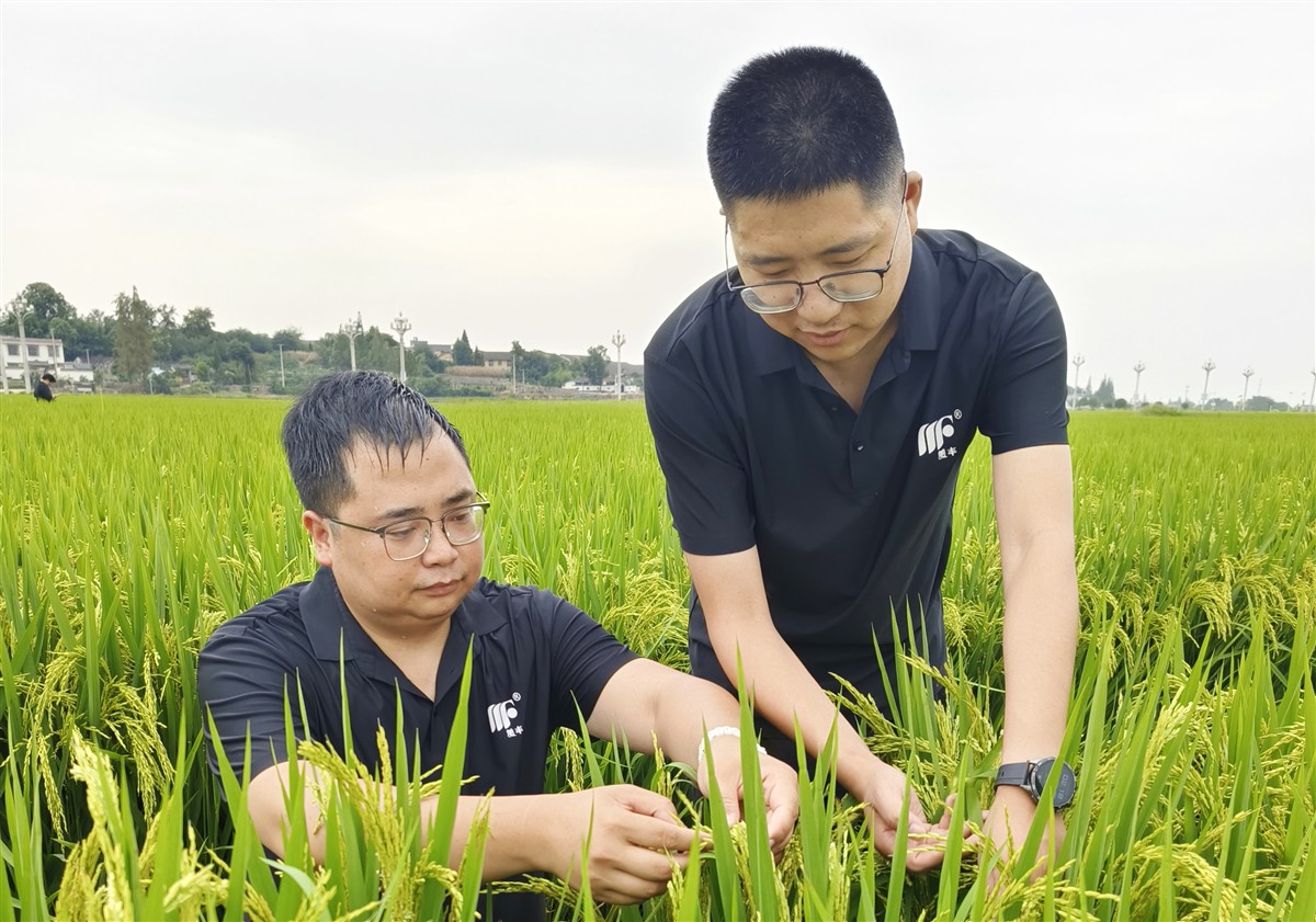 Agriculture field survey